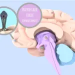 Schmerzverarbeitung im Gehirn